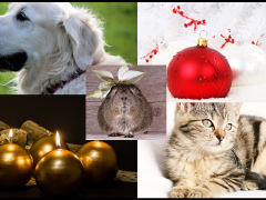 navidad y mascotas