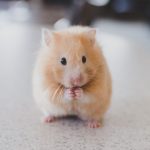 Comprar jaula hamster pequeña: factores a tener en cuenta
